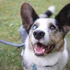 Ziggy Stardust Motivational Borker